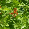 Plants: image 79 Of 86 Thumb